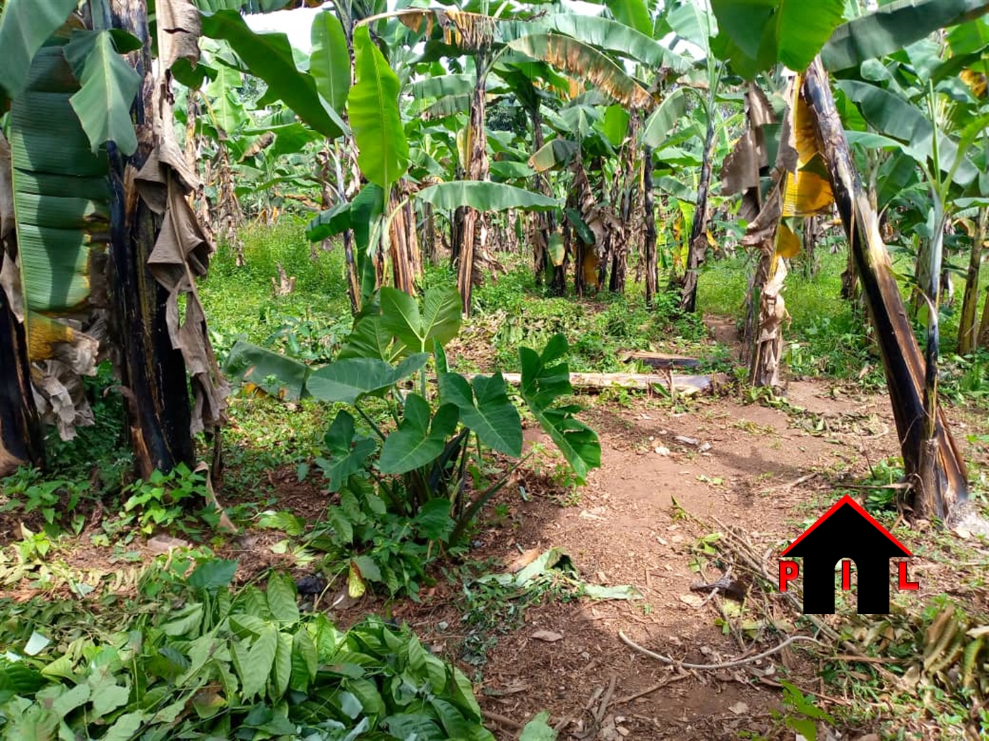 Commercial Land for sale in Kiwangula Luweero