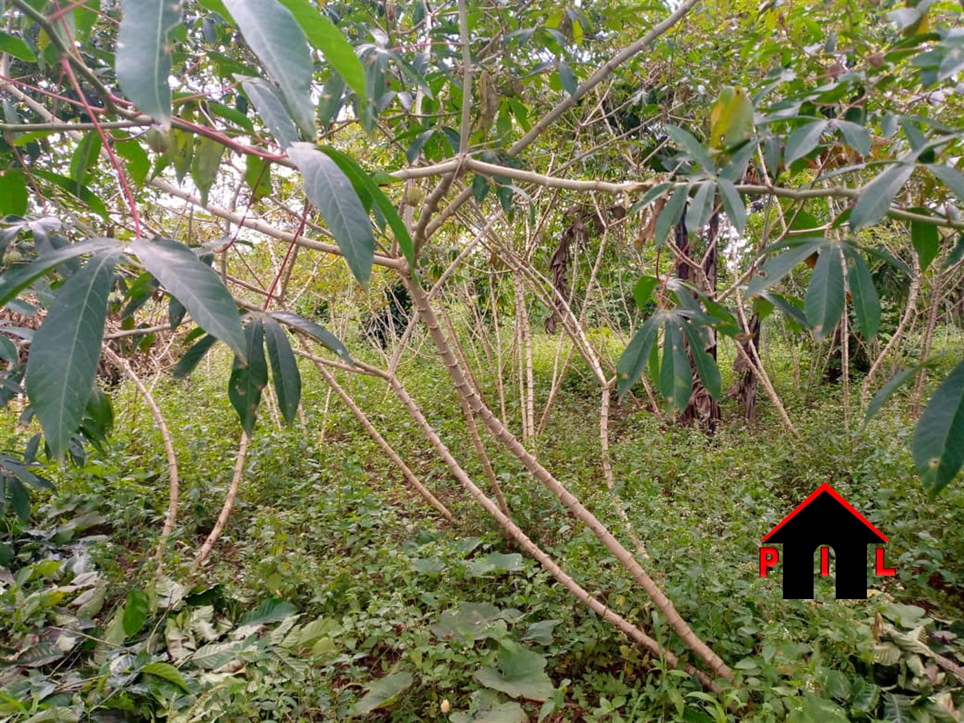 Commercial Land for sale in Kiwangula Luweero