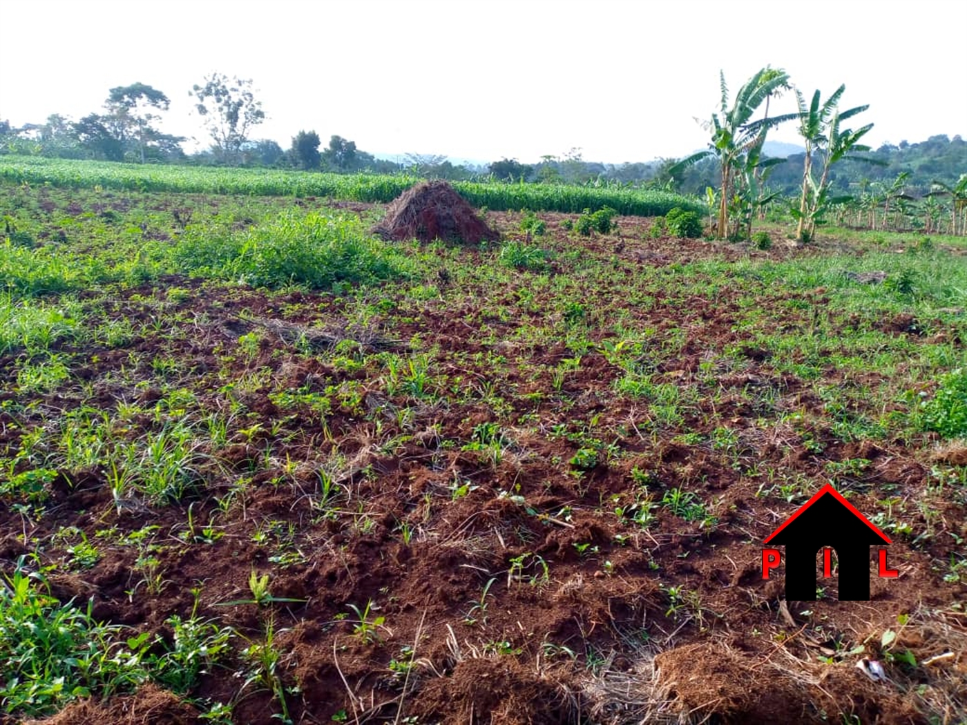Commercial Land for sale in Kalule Luweero
