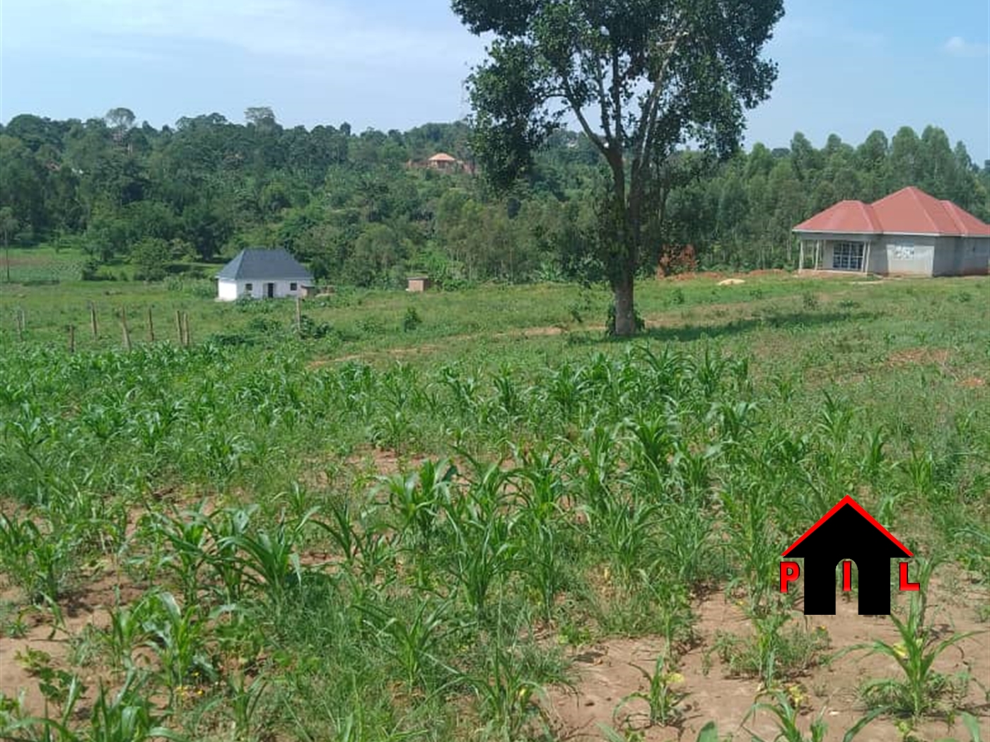 Residential Land for sale in Namulonge Wakiso