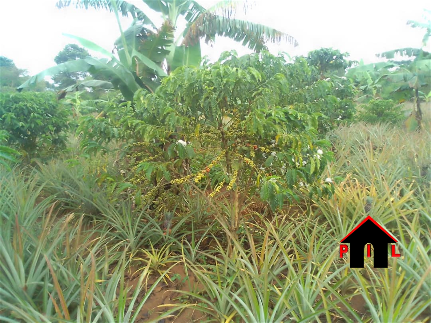 Agricultural Land for sale in Kabanyi Luwero