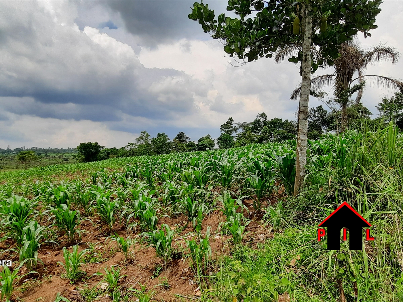 Agricultural Land for sale in Nkokonjeru Buyikwe