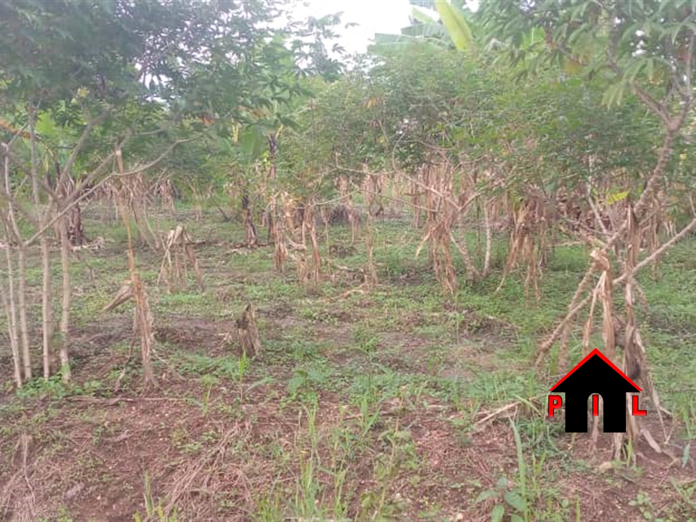 Commercial Land for sale in Kapeke Luweero