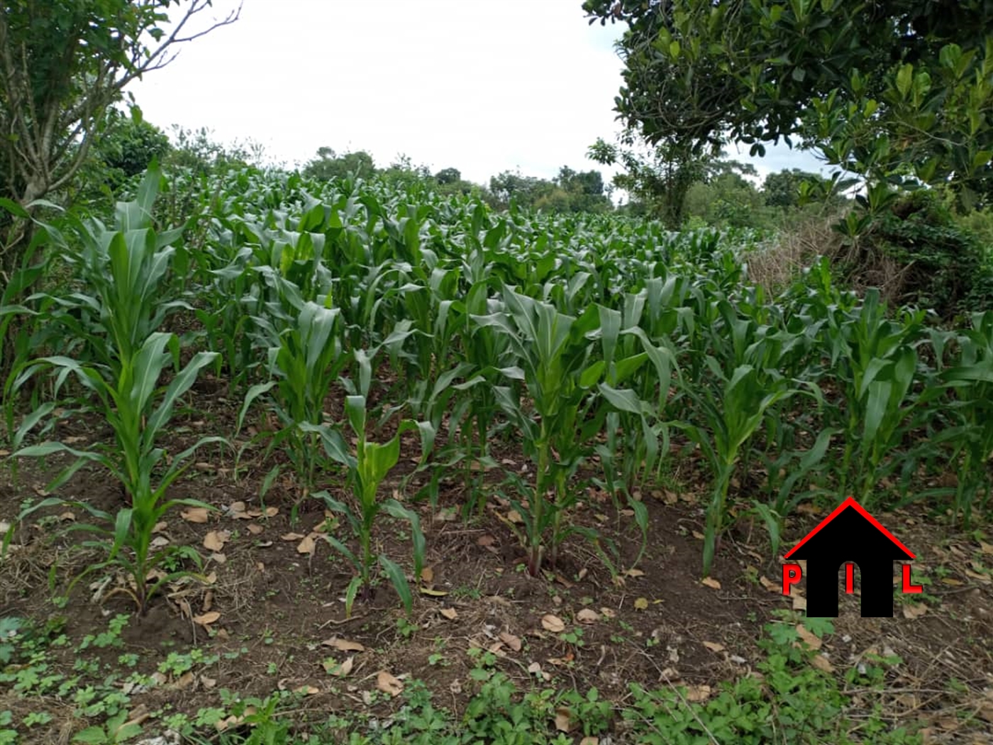 Commercial Land for sale in Wobulenzi Luweero Uganda, code 156666, 04