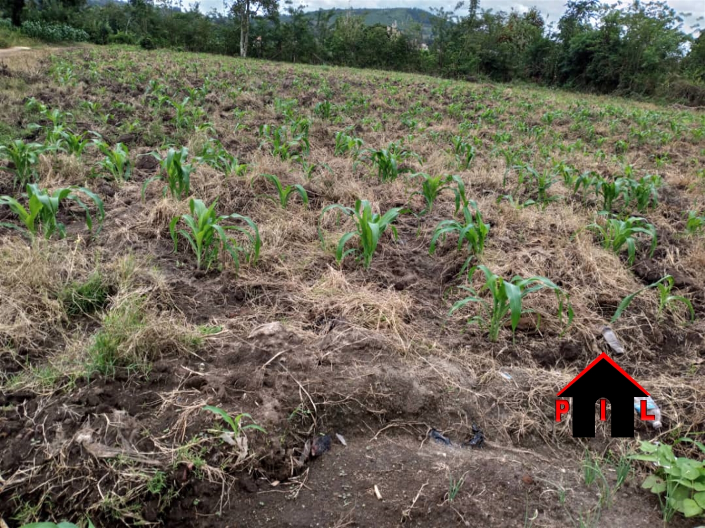 Commercial Land for sale in Wobulenzi Luweero Uganda, code 156666, 04