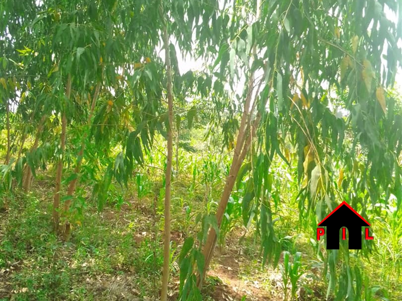 Agricultural Land for sale in Wakisi Buyikwe