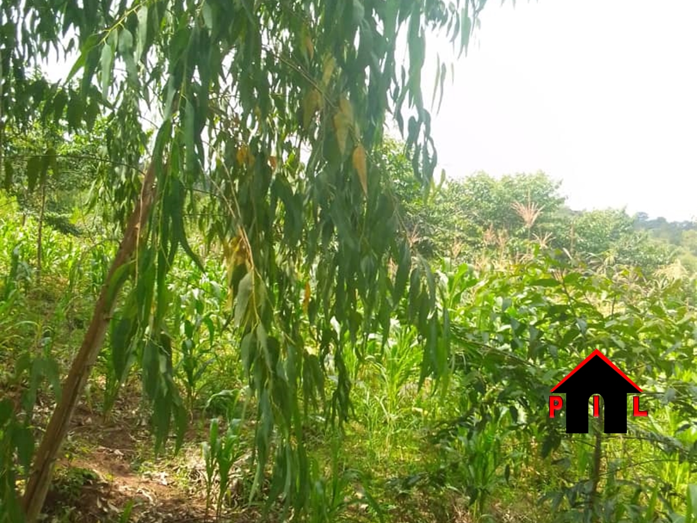 Agricultural Land for sale in Wakisi Buyikwe