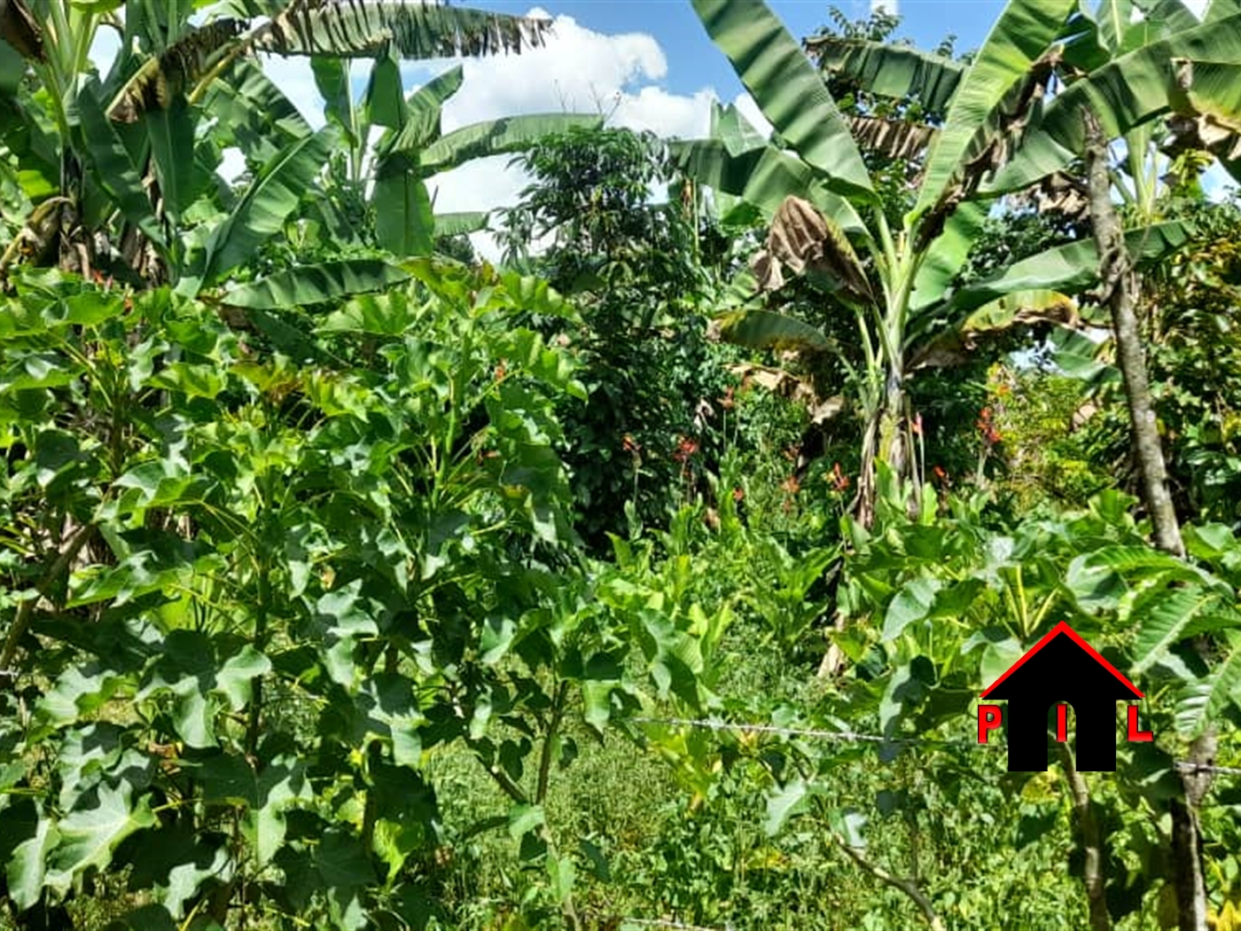 Agricultural Land for sale in Kibula Luweero