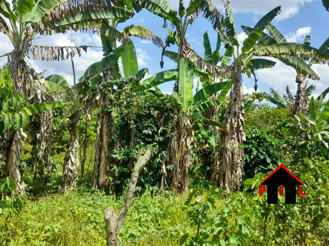 Agricultural Land for sale in Kakooge Nakasongola