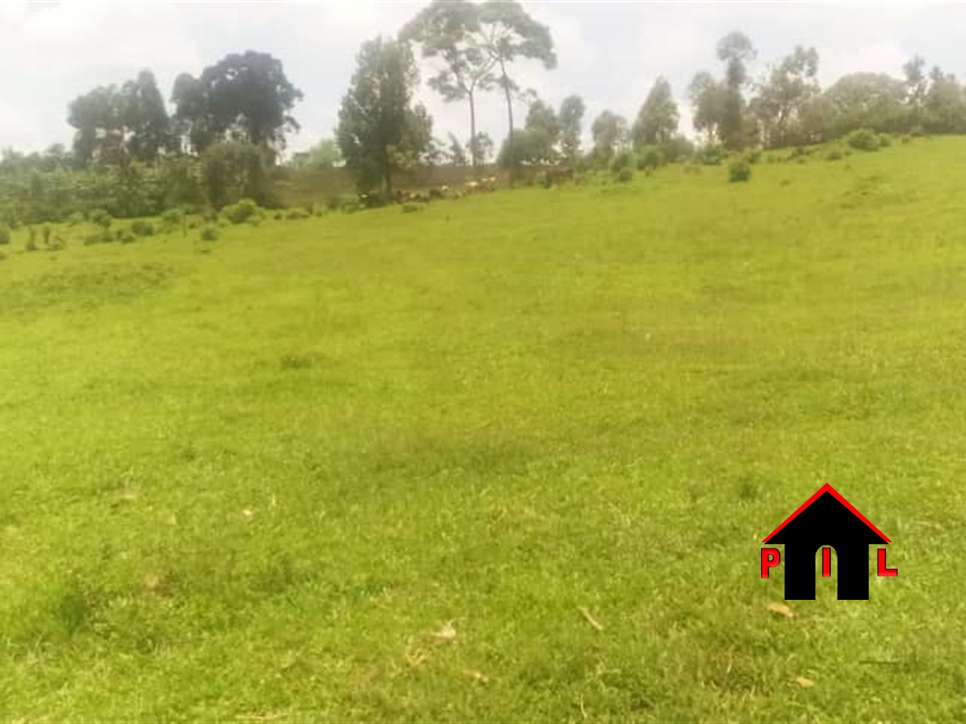 Agricultural Land for sale in Lugazi Buyikwe