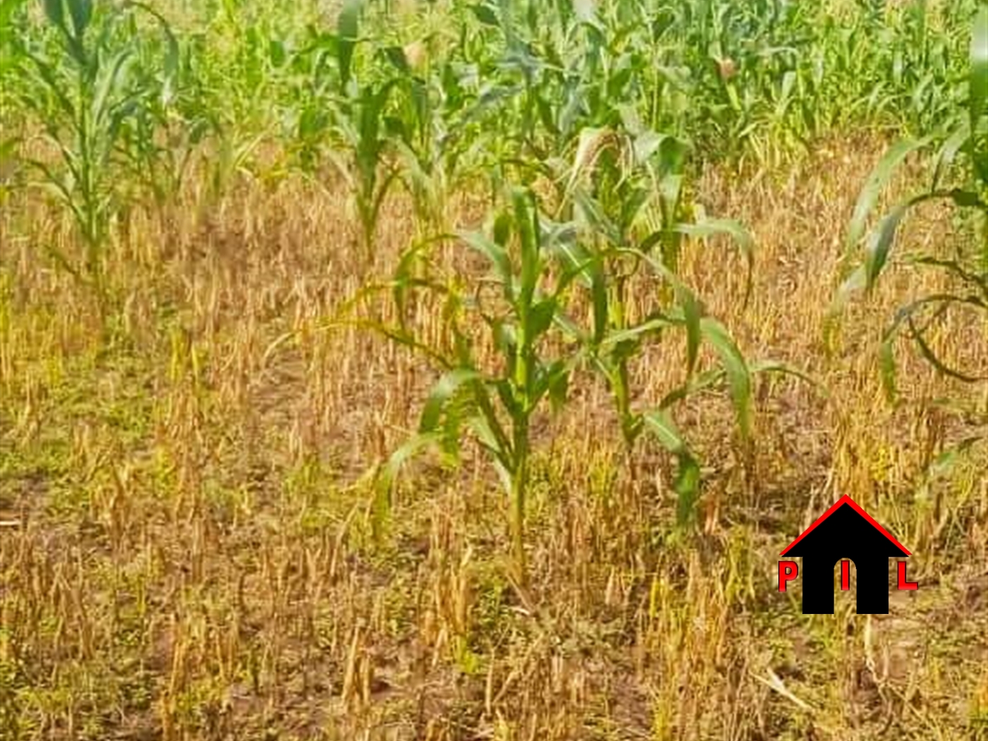 Commercial Land for sale in Nakagere Wakiso
