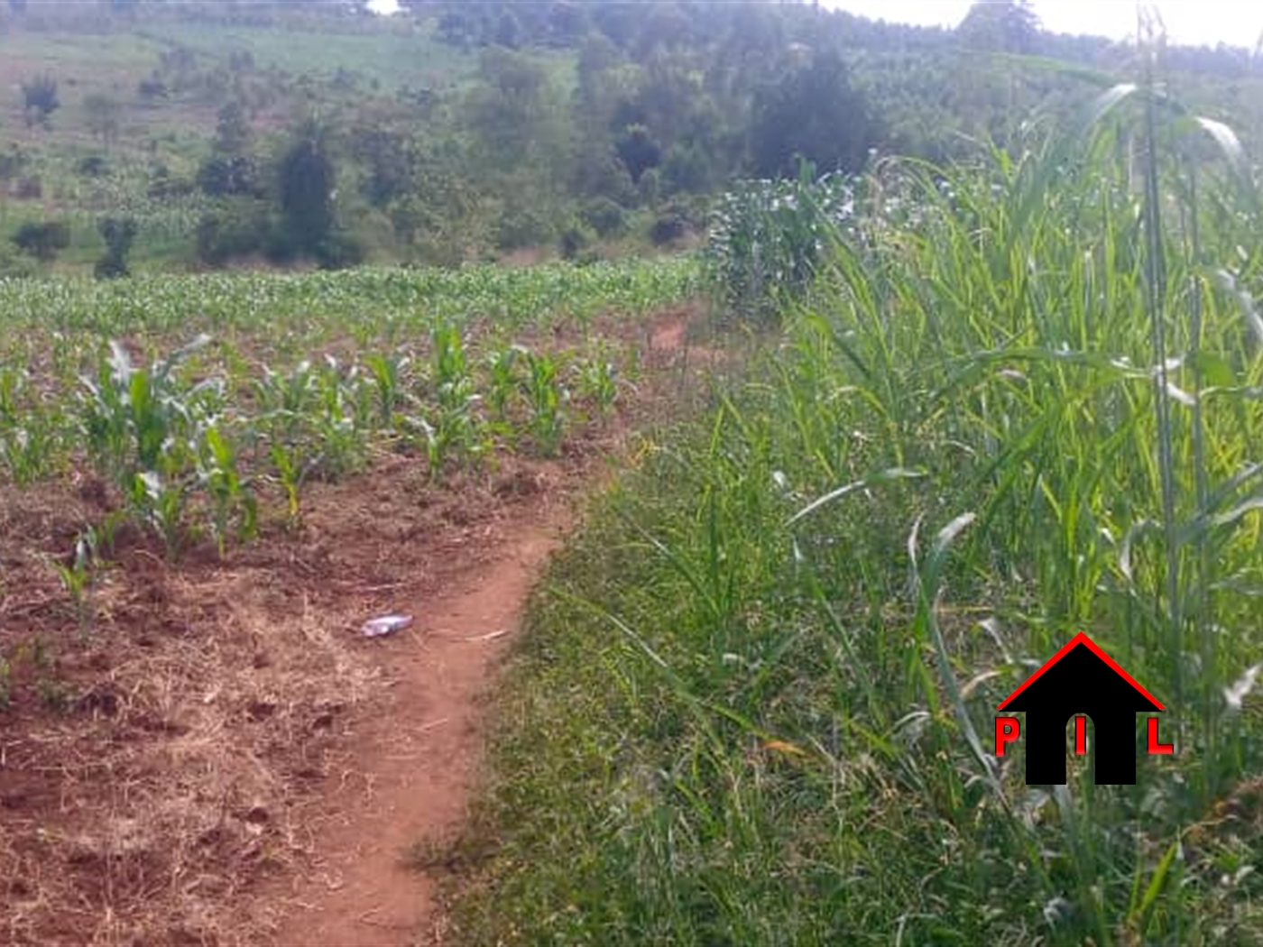 Agricultural Land for sale in Kalule Luweero