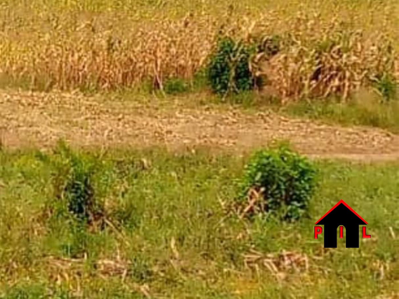 Agricultural Land for sale in Butebe Mityana