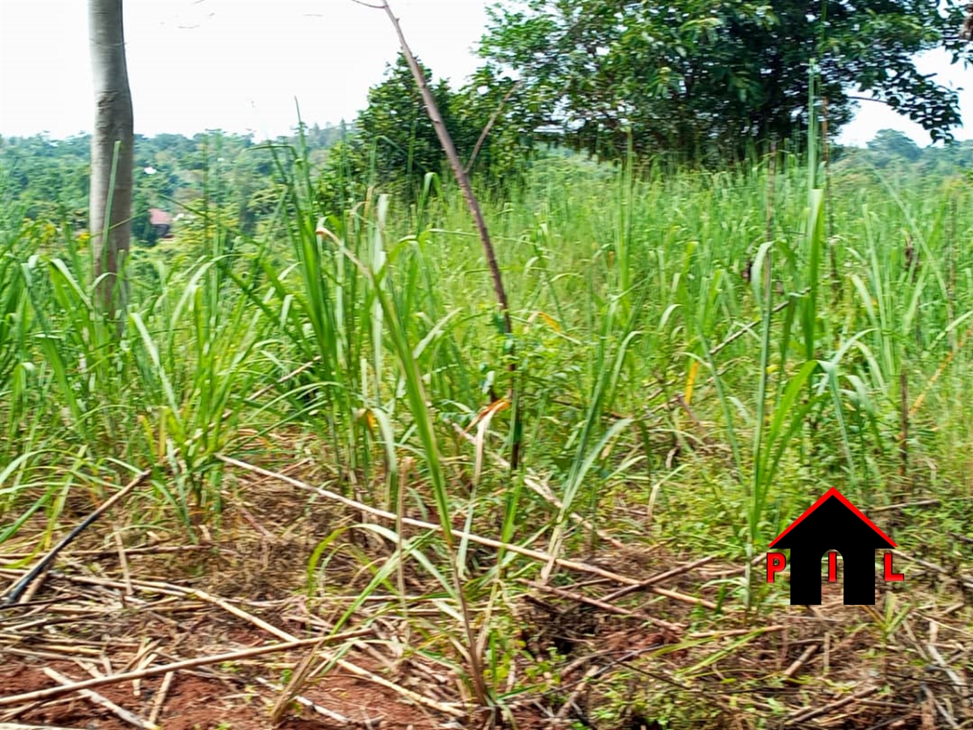 Agricultural Land for sale in Busoke Luweero