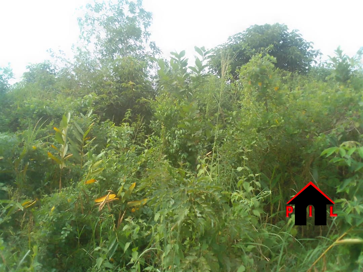 Agricultural Land for sale in Kakooge Nakasongola