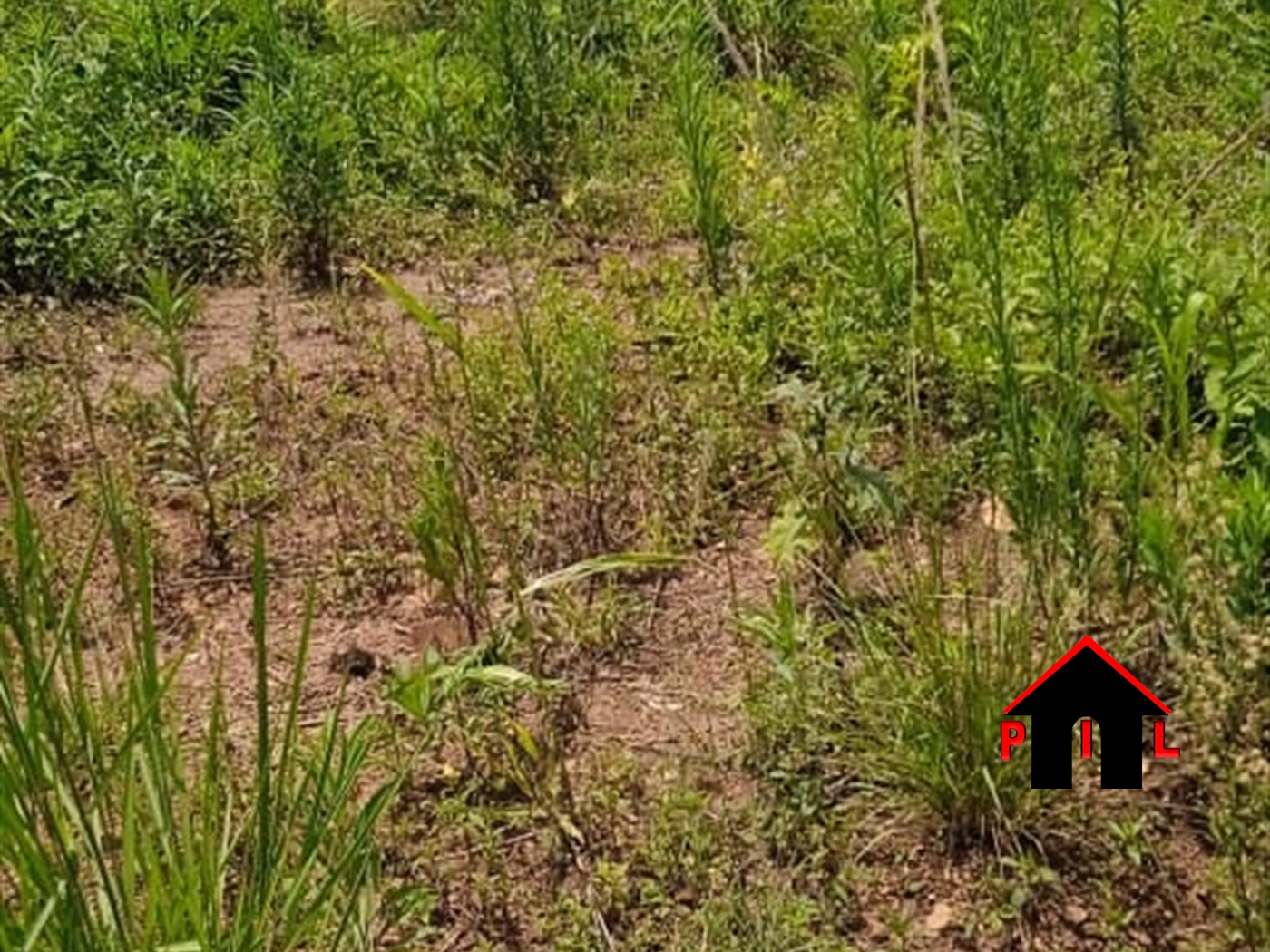 Agricultural Land for sale in Musanje Luweero