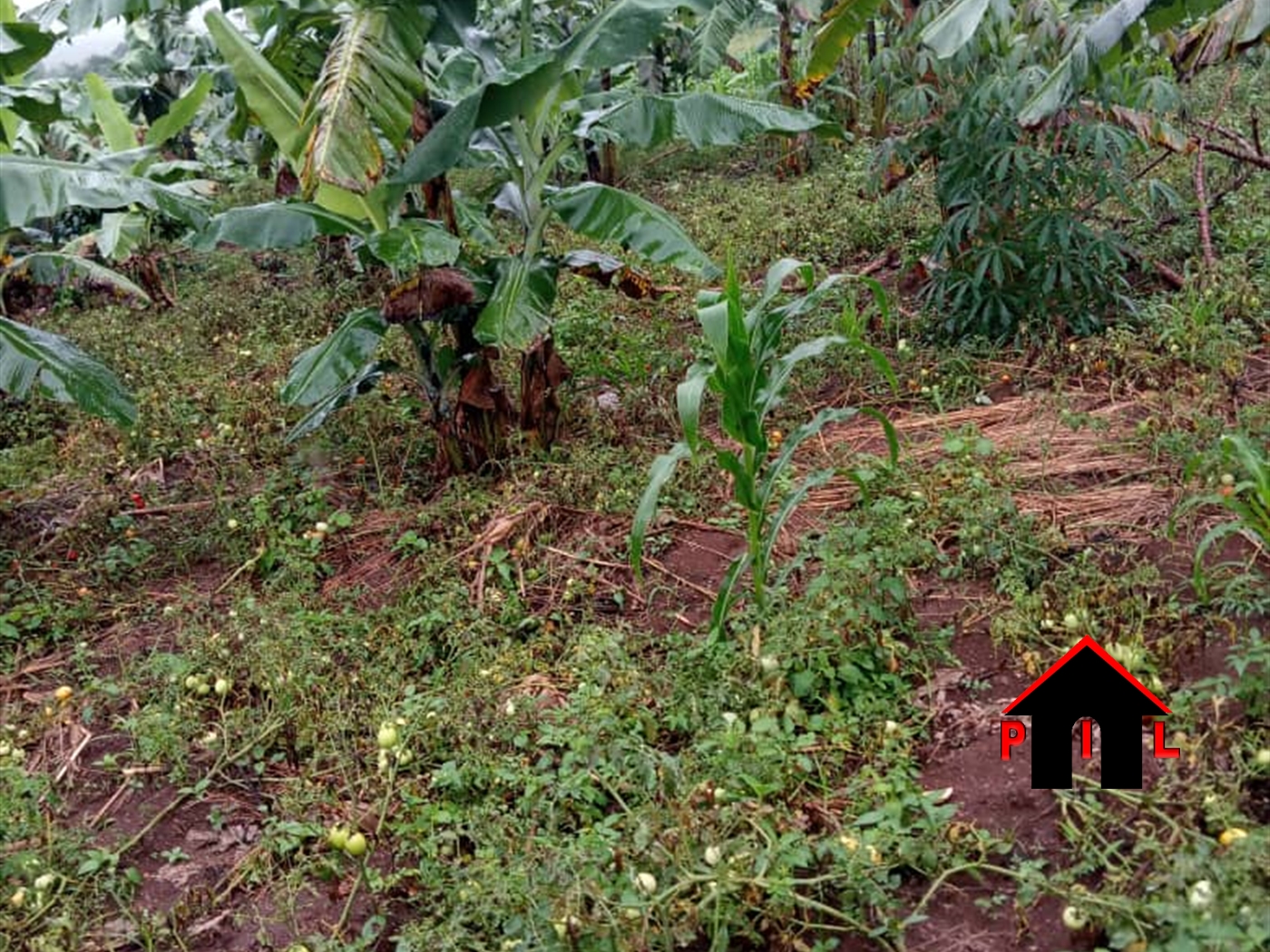 Agricultural Land for sale in Kamengo Mpigi