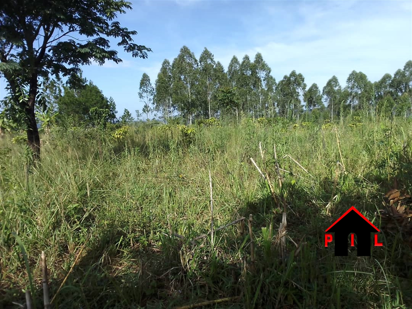 Agricultural Land for sale in Ssekanyonyi Mityana