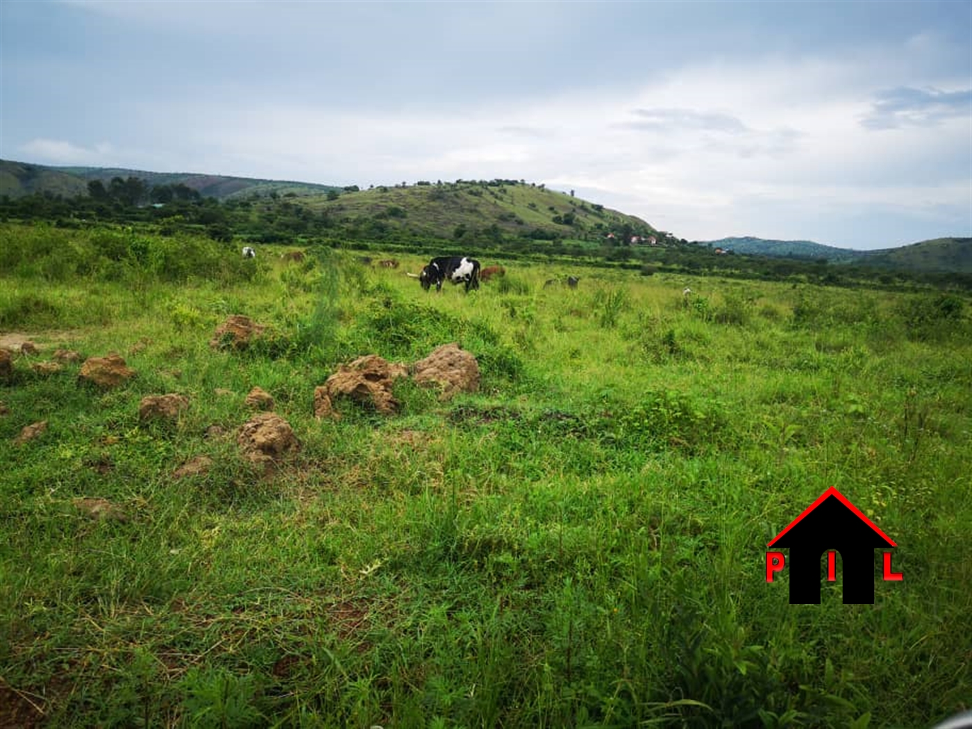 Agricultural Land for sale in Ssanga Mbarara