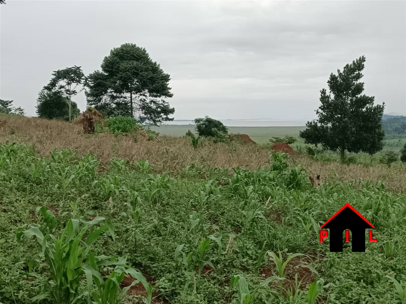 Commercial Land for sale in Ntenjjeru Mukono