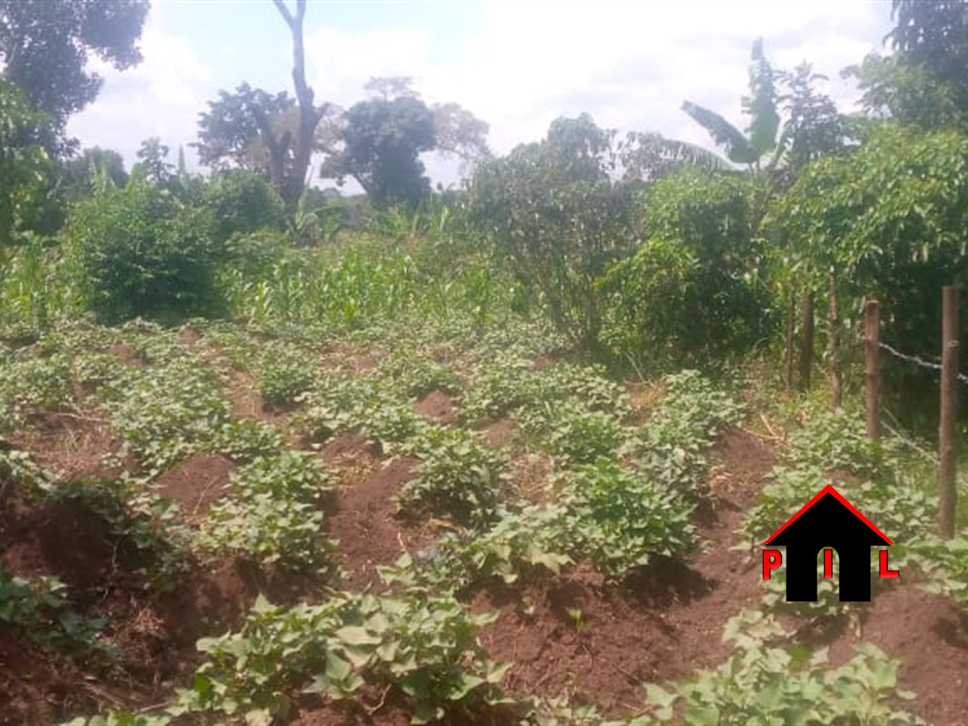 Commercial Land for sale in Ziloobwe Luweero