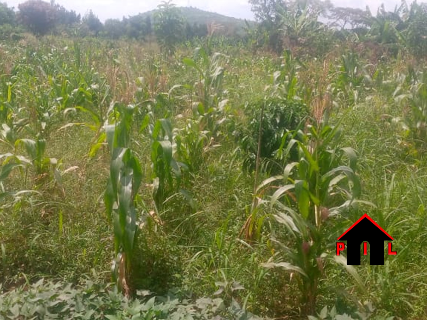 Agricultural Land for sale in Ziloobwe Luweero