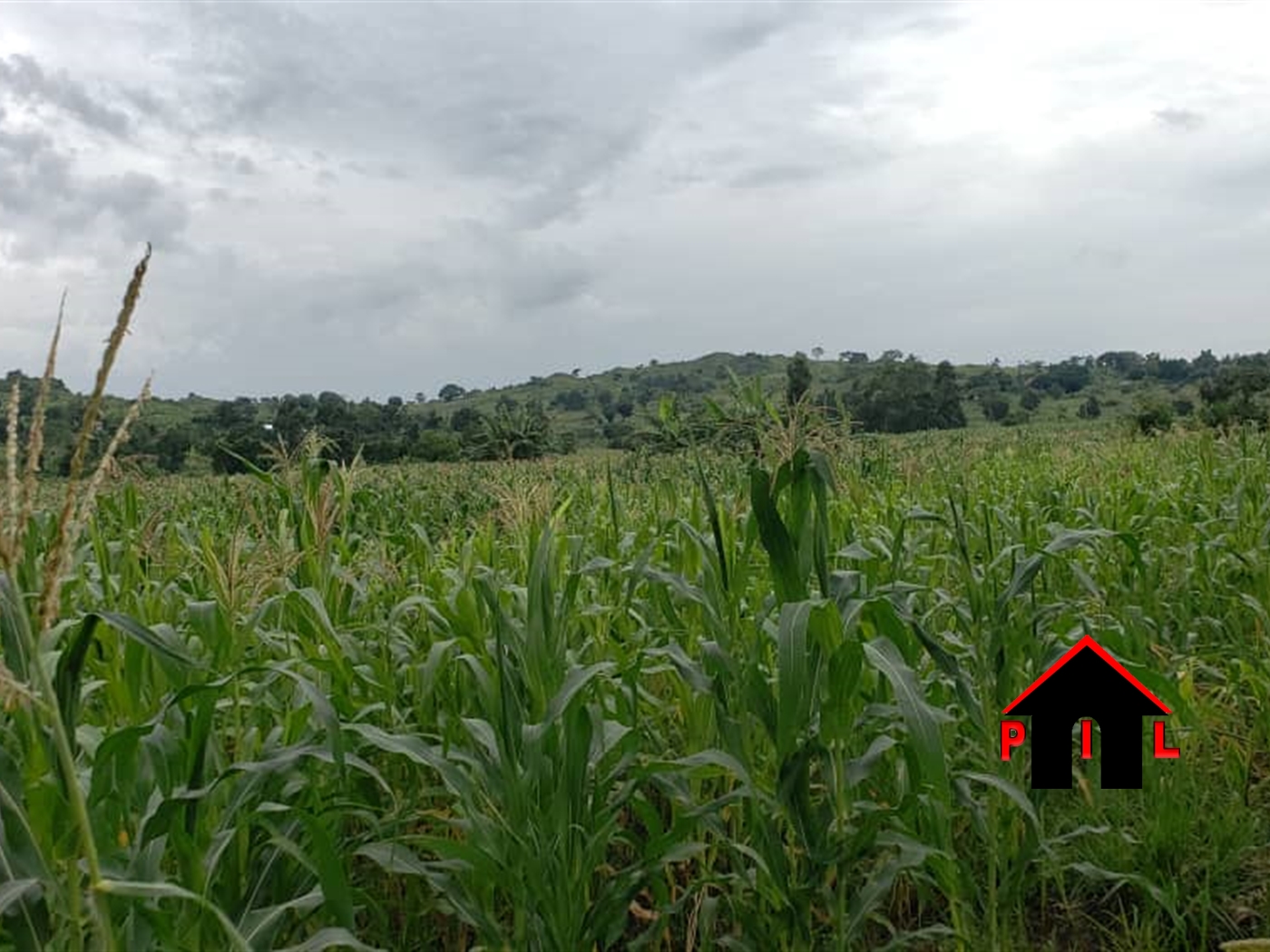 Agricultural Land for sale in Bukomelo Kiboga