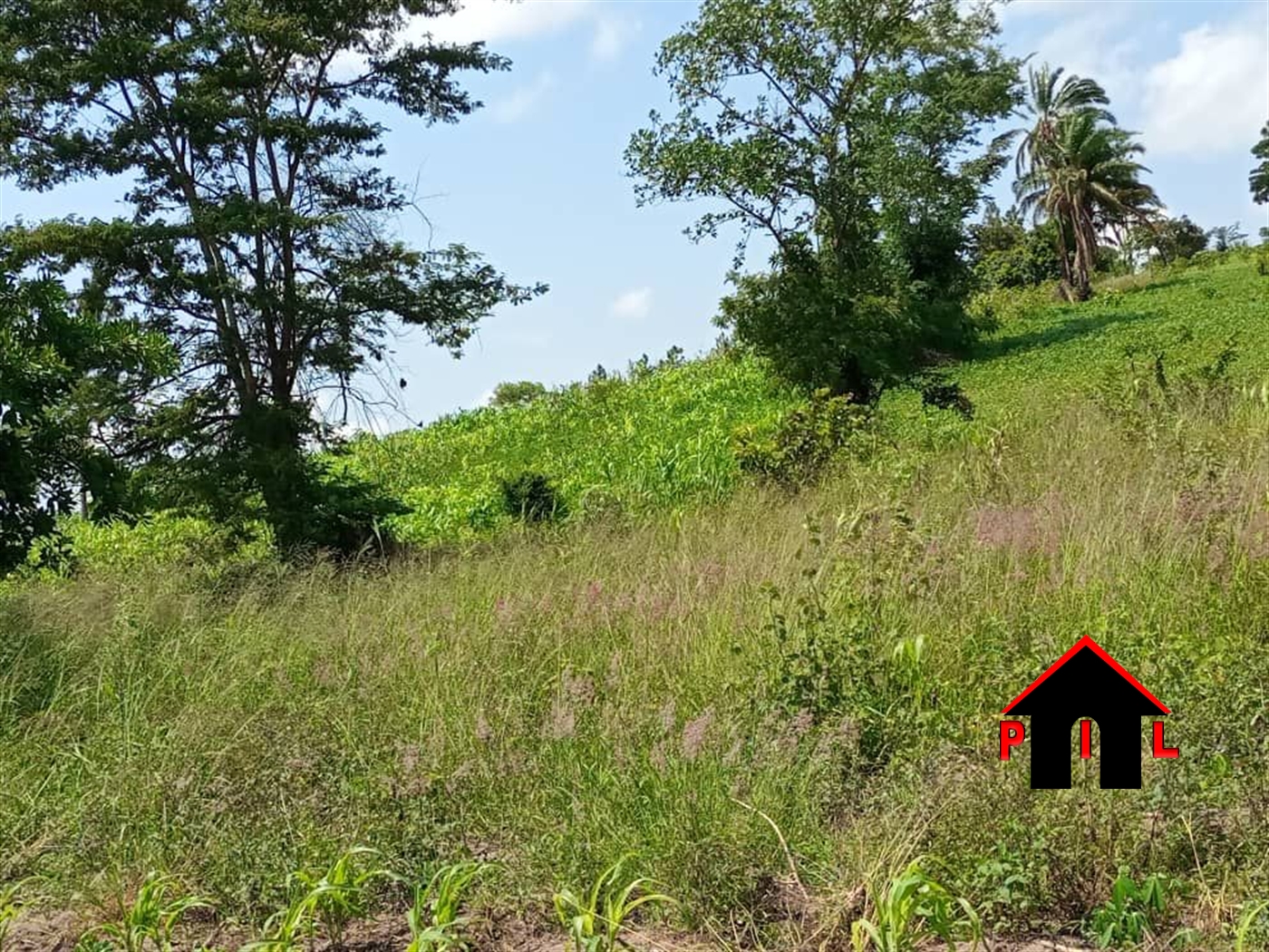 Agricultural Land for sale in Katungulu Mityana