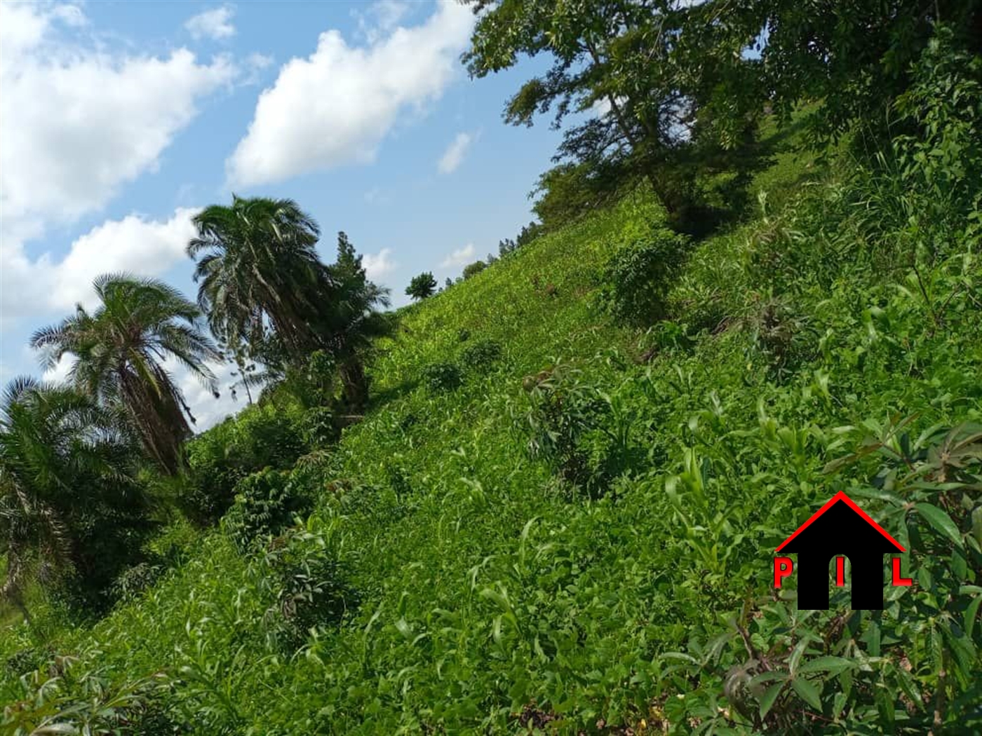 Agricultural Land for sale in Katungulu Mityana