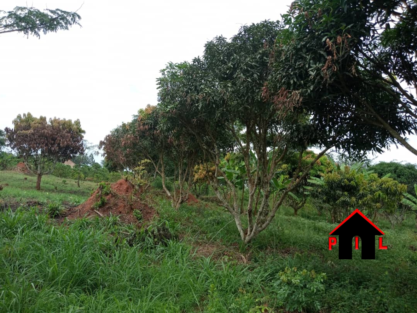 Agricultural Land for sale in Ngogolo Luwero