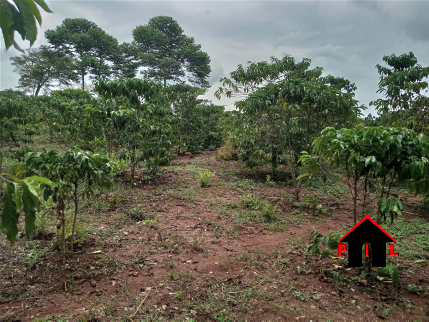Agricultural Land for sale in Ngogolo Luwero