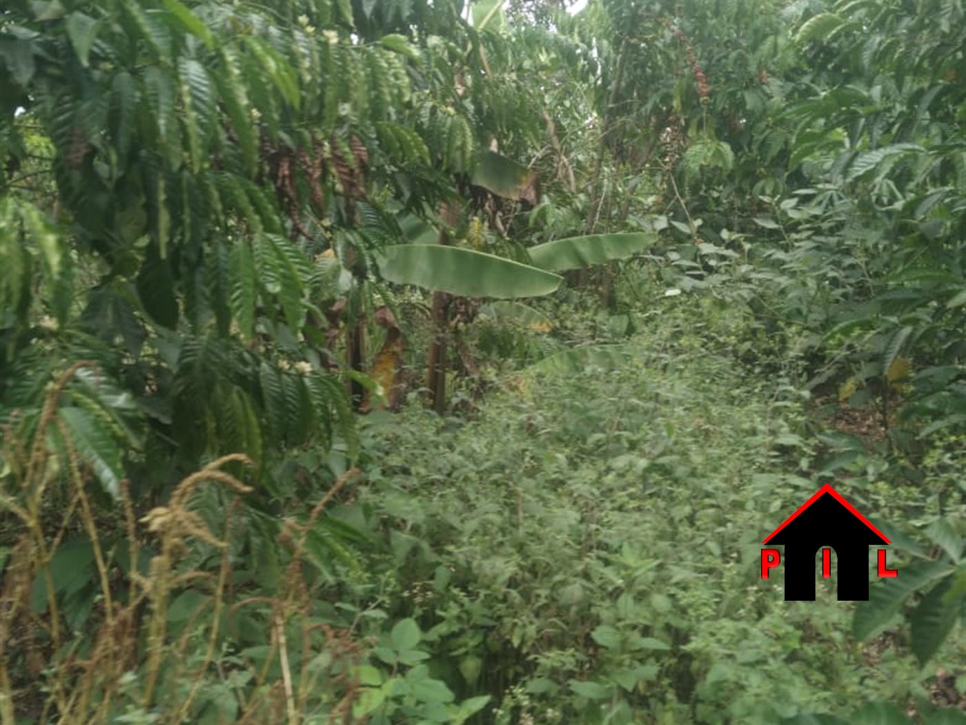 Agricultural Land for sale in Kiwoko Nakaseke