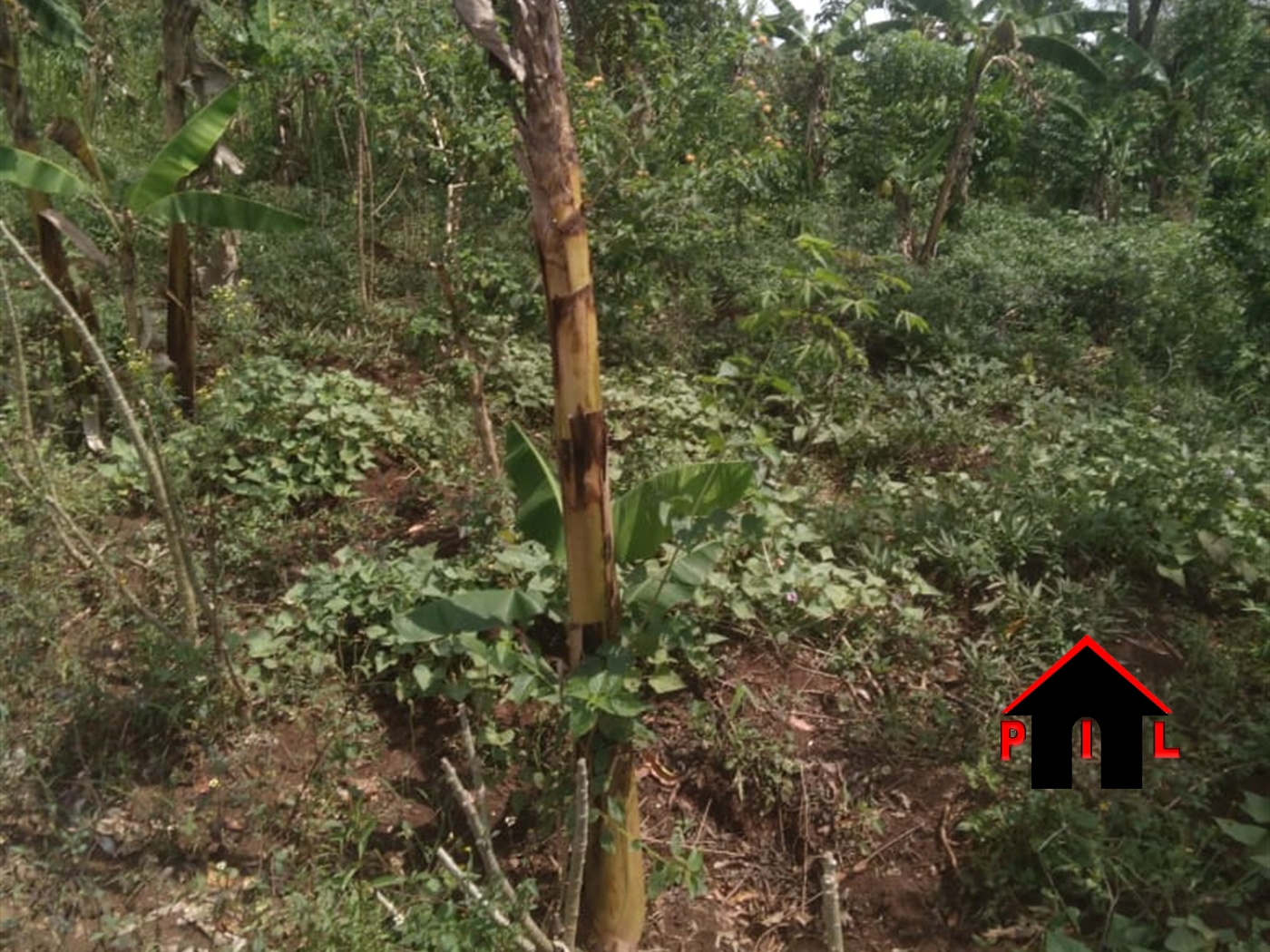 Agricultural Land for sale in Kiwoko Nakaseke