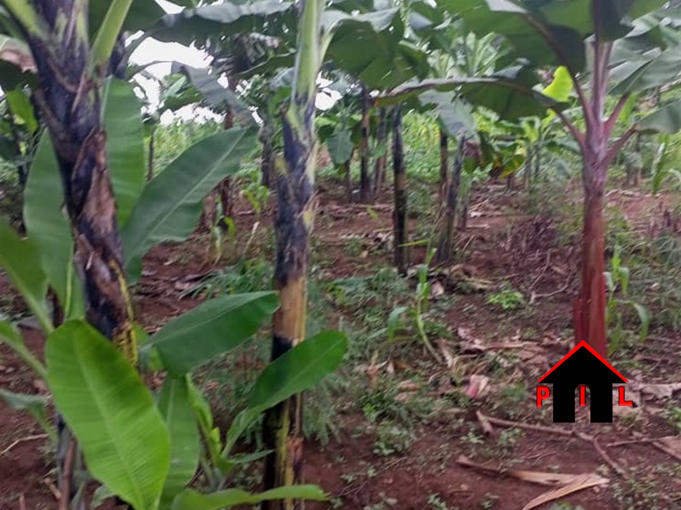 Commercial Land for sale in Nabusigwe Wakiso