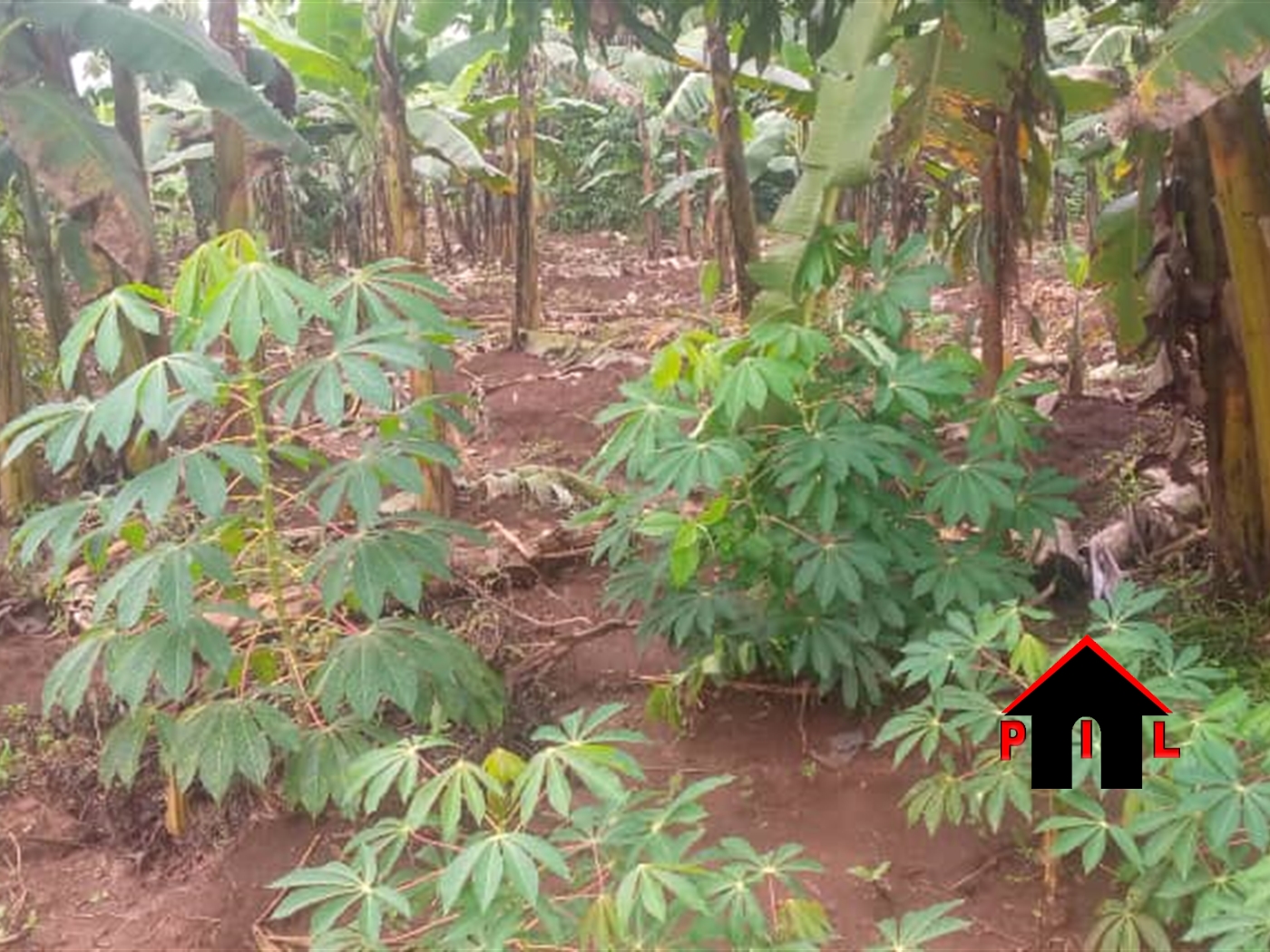 Agricultural Land for sale in Saayi Wakiso