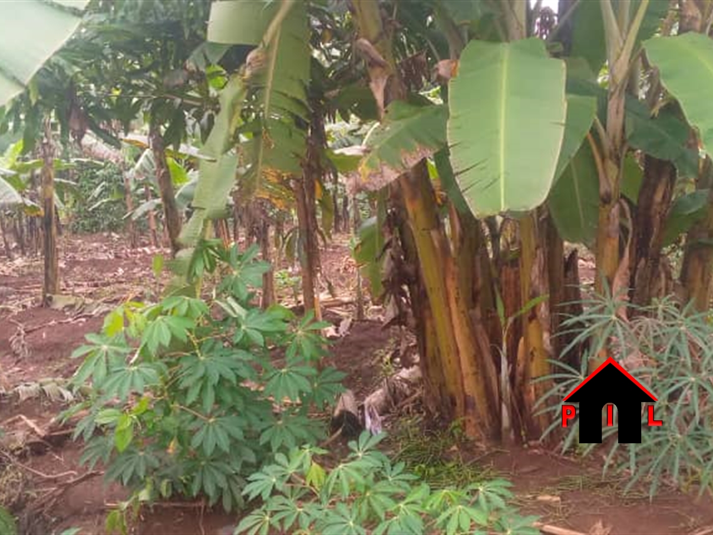 Agricultural Land for sale in Saayi Wakiso
