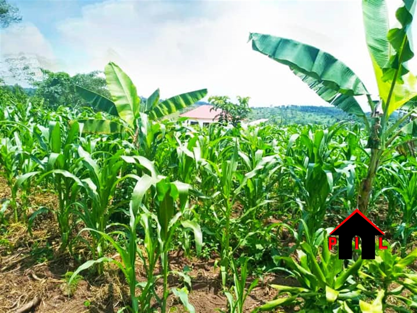 Agricultural Land for sale in Bukomelo Kiboga