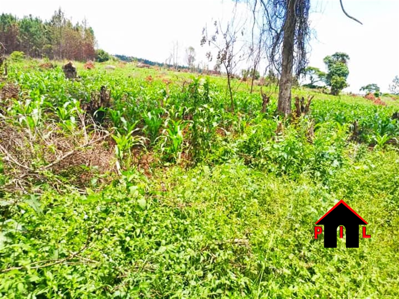 Agricultural Land for sale in Bukomelo Kiboga