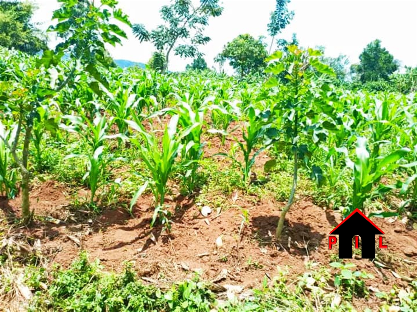 Agricultural Land for sale in Bukomelo Kiboga