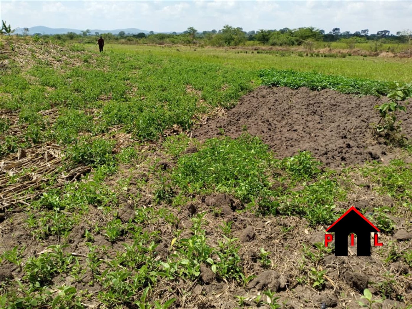Agricultural Land for sale in Kamuwanura Ntungamo