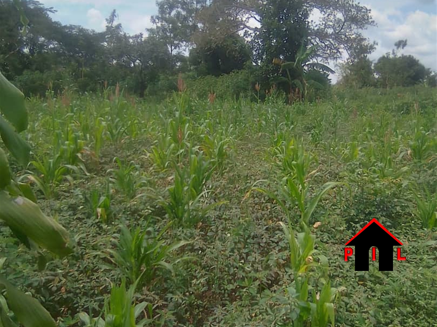 Agricultural Land for sale in Kikyuusa Luweero