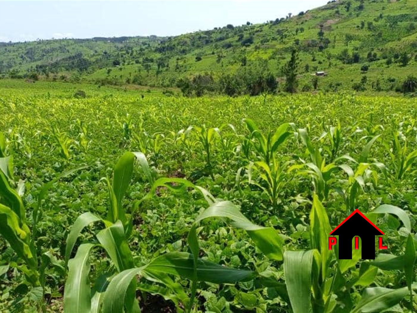 Agricultural Land for sale in Bukwiri Kyankwazi
