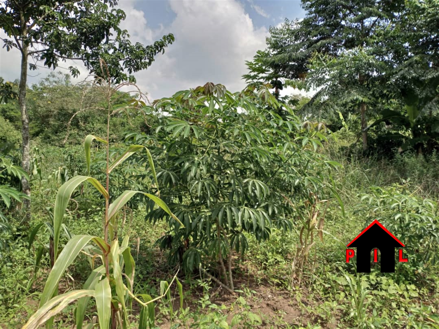 Agricultural Land for sale in Kikyuusa Luweero