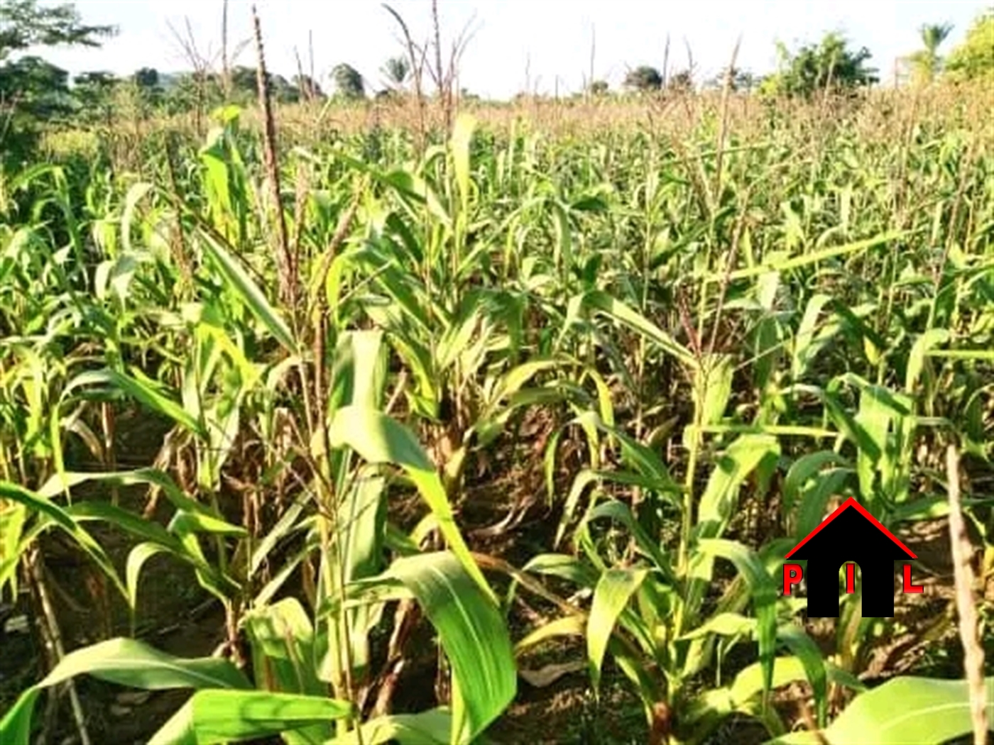 Agricultural Land for sale in Kamwaano Luweero