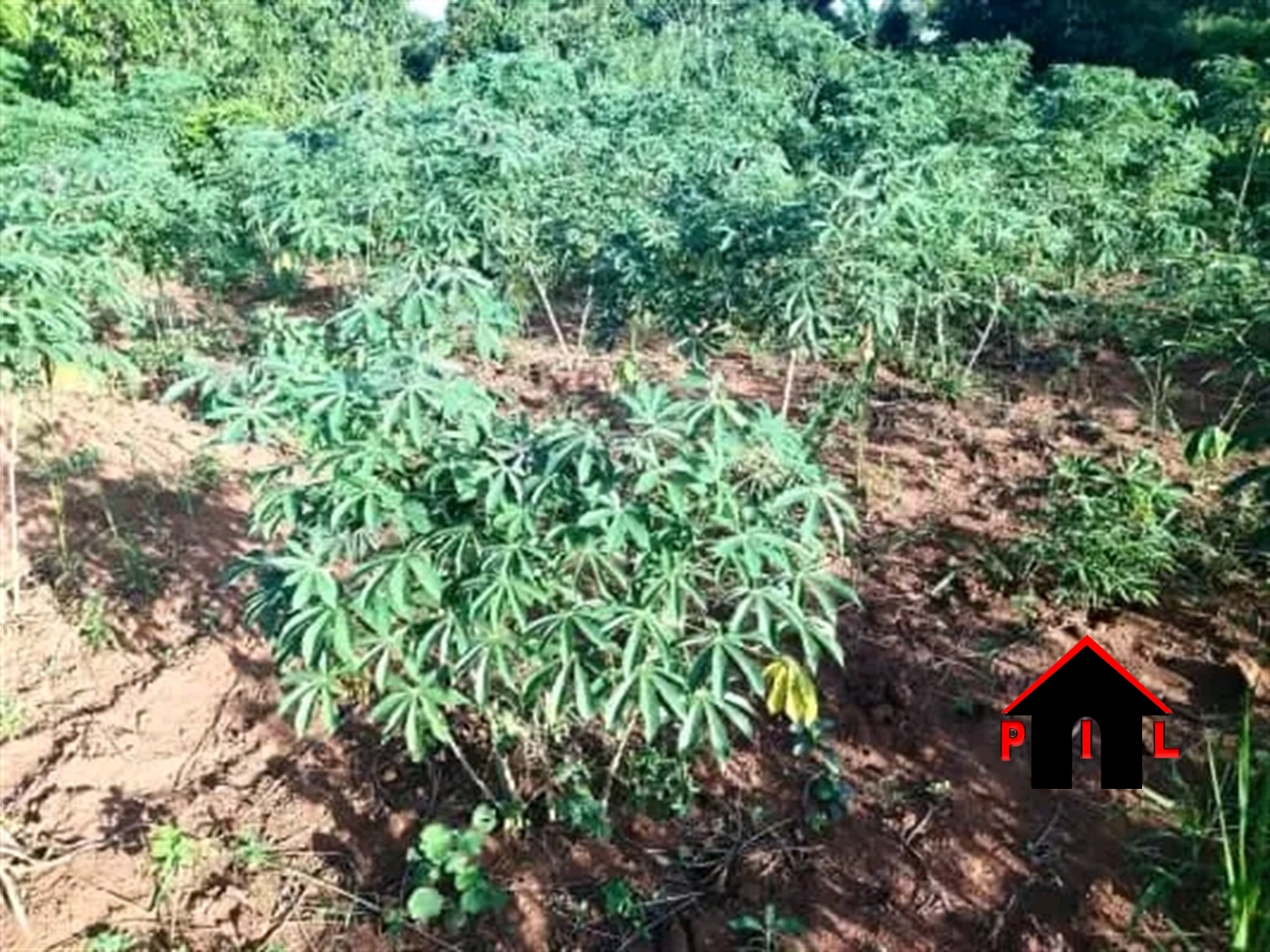 Agricultural Land for sale in Kamwaano Luweero