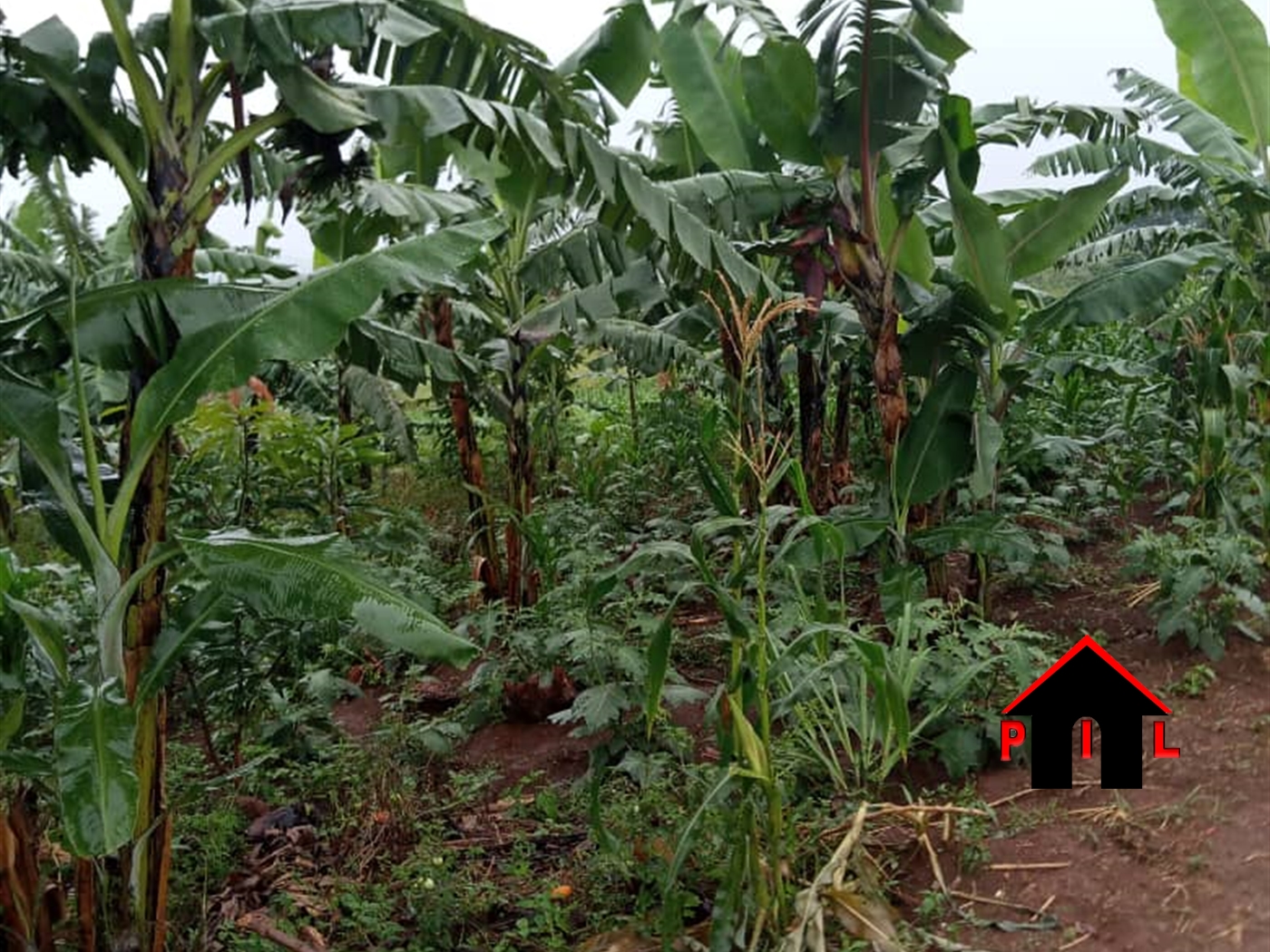 Agricultural Land for sale in Ndeeba Luweero