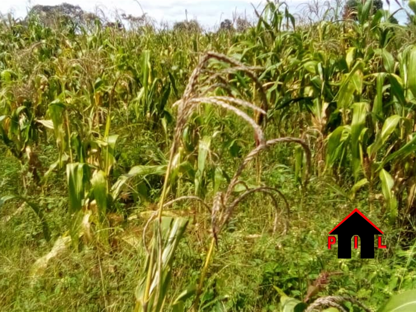 Agricultural Land for sale in Nakyesa Kayunga