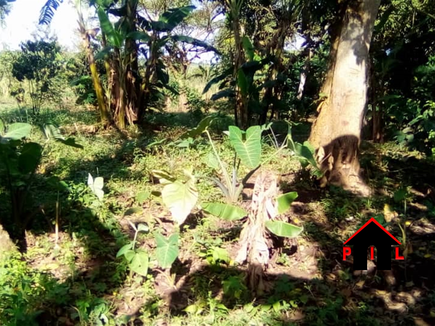 Agricultural Land for sale in Nakyesa Kayunga