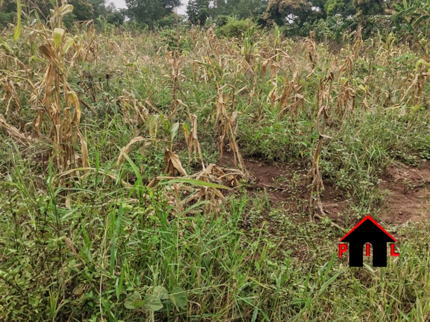 Agricultural Land for sale in Kalagala Luweero