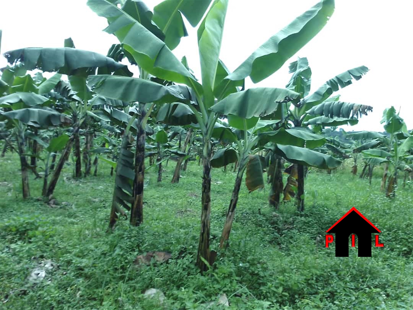 Agricultural Land for sale in Namungo Mityana